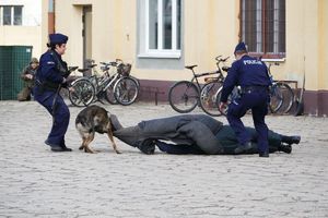 Policjanci i pies podczas obezwładniania leżącego napastnika.