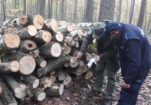 Policjant5 i leśnik sprawdzają oznakowanie ściętego, leżącego na stercie drewna.