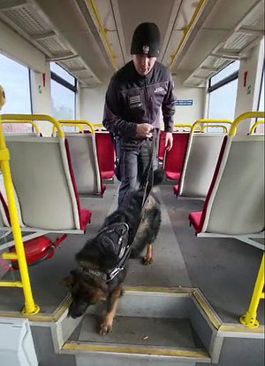 strażnik więzienny  idzie z psem przez wagon pociągu