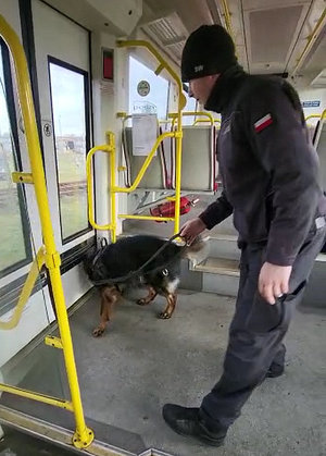 strażnik więzienny z psem służbowy w wagonie podczas poszukiwań