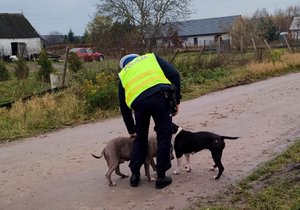 Policjanci z grupy SPEED uratowali dwa psy i zapobiegli zagrożeniu na drodze
